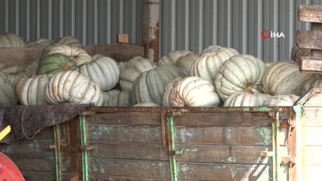 O ilimizde yetişiyor: Almanlar ve İtalyanlar kapış kapış alıyor! Çorba, lokum, marmelat, reçel yapılıyor 18